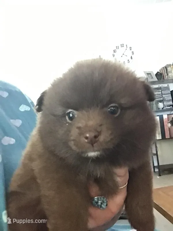 Coco – Pomeranian puppy for sale in New Braunfels, TX