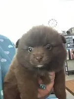 Coco, a female Pomeranian for sale in New Braunfels, TX – Photo 1 of 3