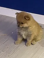 Spud, a female Pomeranian for sale in Seguin, TX – 6 of 6