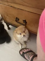 Pom Frit (French for French fry), a female Pomeranian for sale in Seguin, TX – 4 of 6