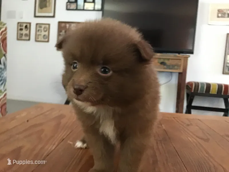 Brown Bear – Pomeranian puppy for sale in New Braunfels, TX