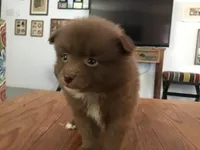 Brown Bear, a male Pomeranian for sale in New Braunfels, TX – Photo 1 of 3