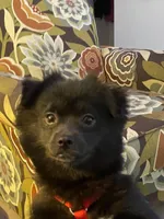 Brown Bear, a male Pomeranian for sale in New Braunfels, TX – Photo 3 of 3