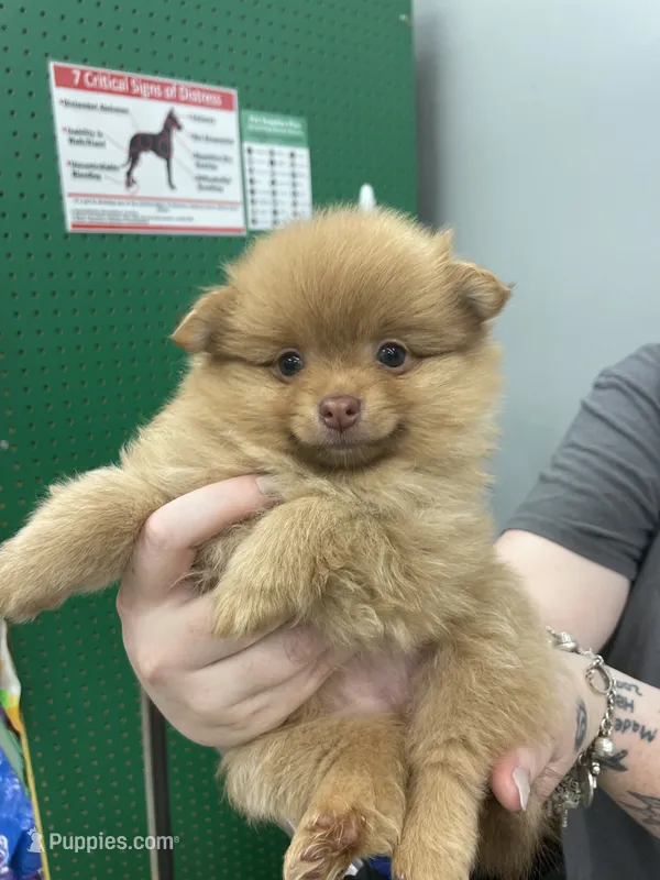 Tot – Pomeranian puppy for sale in Seguin, TX