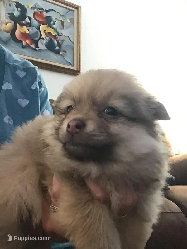 Caramel  – Pomeranian puppy for sale in New Braunfels, TX