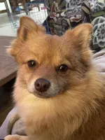 Caramel , a male Pomeranian for sale in New Braunfels, TX – Photo 2 of 3