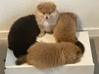 Pom Frit (French fry in French , a female Pomeranian for sale in Seguin, TX – 2 of 6