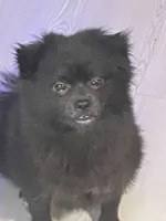 Spud, a female Pomeranian for sale in Seguin, TX – 3 of 6