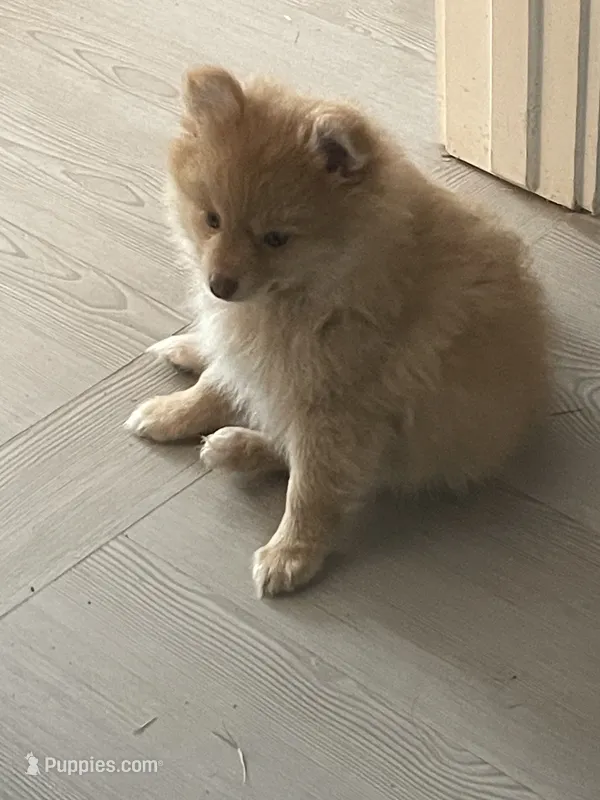 Pom Frit (French fry in French  – Pomeranian puppy for sale in Seguin, TX