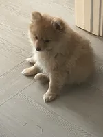 Pom Frit (French fry in French , a female Pomeranian for sale in Seguin, TX – 1 of 6