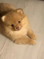 Pom Frit (French fry in French , a female Pomeranian for sale in Seguin, TX – 3 of 6