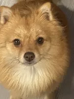 Tot, a female Pomeranian for sale in Seguin, TX – 2 of 5