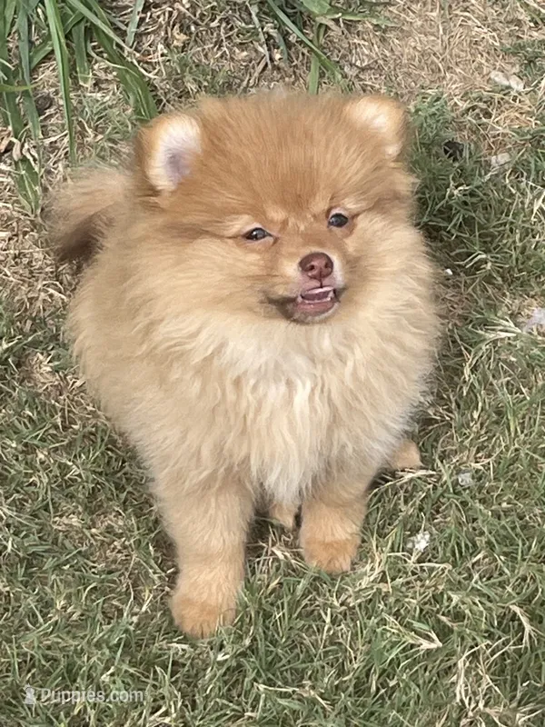 Tater – Pomeranian puppy for sale in Seguin, TX