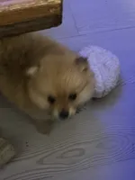 Spud, a female Pomeranian for sale in Seguin, TX – 5 of 6