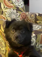 Tater, a female Pomeranian for sale in Seguin, TX – 4 of 4