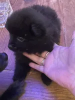 Pitch, a male Pomeranian for sale in Seguin, TX – 3 of 5