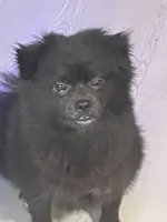 Pom Frit (French fry in French , a female Pomeranian for sale in Seguin, TX – 4 of 6