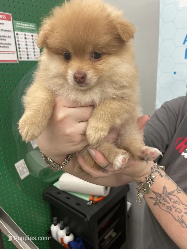 Pom Frit (French for French fry) – Pomeranian puppy for sale in Seguin, TX