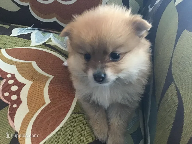 Latte – Pomeranian puppy for sale in New Braunfels, TX