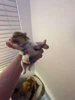 Cinco, a male Pomeranian for sale in New Braunfels, TX – Photo 5 of 5