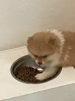 Cinco, a male Pomeranian for sale in New Braunfels, TX – Photo 1 of 5