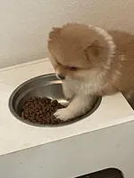 Cinco, a male Pomeranian for sale in New Braunfels, TX – Photo 2 of 5