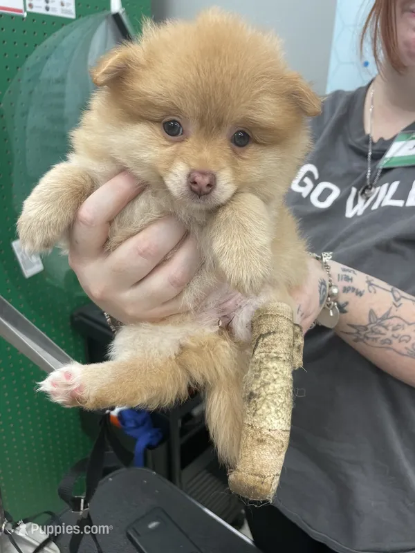 Tater – Pomeranian puppy for sale in Seguin, TX