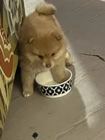 Tot, a female Pomeranian for sale in Seguin, TX – 5 of 5