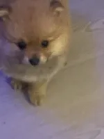 Spud, a female Pomeranian for sale in Seguin, TX – 4 of 6