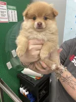 Pom Frit (French fry in French , a female Pomeranian for sale in Seguin, TX – 6 of 6