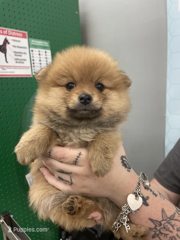 Spud – Pomeranian puppy for sale in Seguin, TX