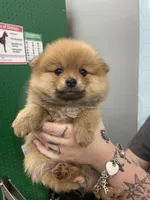 Spud, a female Pomeranian for sale in Seguin, TX – 1 of 6