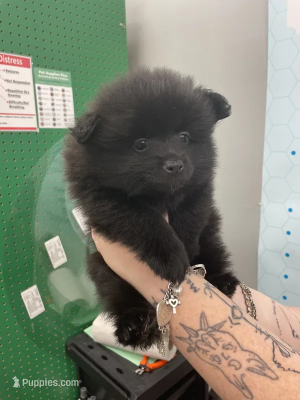 Pitch – Pomeranian puppy for sale in Seguin, TX