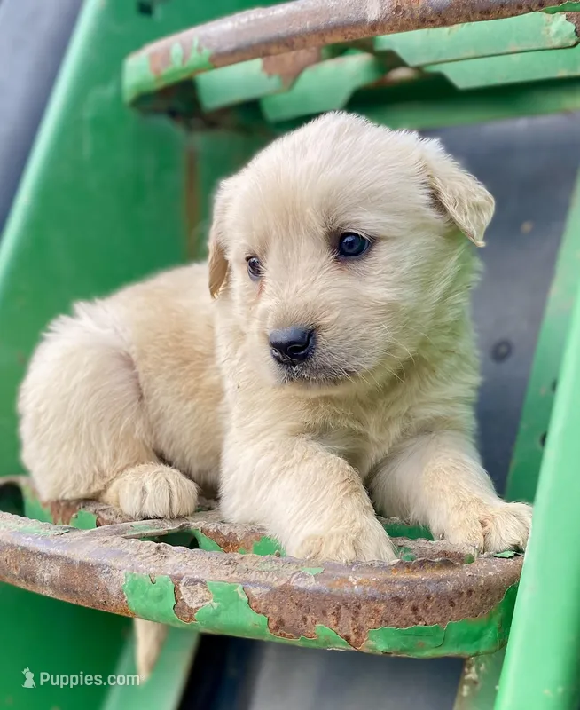 Wendy AKC – Golden Retriever puppy for sale in Murphysboro, IL