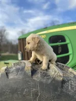 Wendy AKC, a male Golden Retriever for sale in Murphysboro, IL – Photo 6 of 6