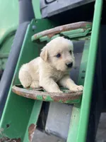Wendy AKC, a male Golden Retriever for sale in Murphysboro, IL – Photo 4 of 6