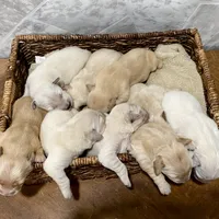 Buddy AKC, a male Golden Retriever for sale in Murphysboro, IL – Photo 3 of 6