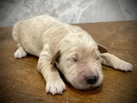 processed/6b553542-febd-488c-9c63-46a4112c8e31/listing/1ced1e3a-3fb8-40d4-9939-ddfe1de2a461/521a46db-642e-4bff-b46c-7eef9ea36598