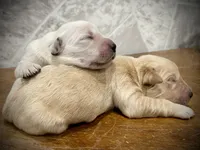 processed/6b553542-febd-488c-9c63-46a4112c8e31/listing/1ced1e3a-3fb8-40d4-9939-ddfe1de2a461/6c6ac73e-7cf9-4261-b9e7-639e37e0ccd2