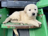 Buddy AKC, a male Golden Retriever for sale in Murphysboro, IL – Photo 1 of 6