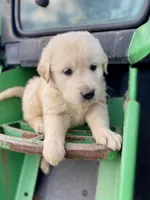 Buddy AKC, a male Golden Retriever for sale in Murphysboro, IL – Photo 2 of 6