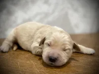 processed/6b553542-febd-488c-9c63-46a4112c8e31/listing/1ced1e3a-3fb8-40d4-9939-ddfe1de2a461/7e7a477b-4856-46a8-bf81-c713d06e7249