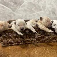 Buddy AKC, a male Golden Retriever for sale in Murphysboro, IL – Photo 4 of 6