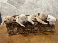 processed/6b553542-febd-488c-9c63-46a4112c8e31/listing/1ced1e3a-3fb8-40d4-9939-ddfe1de2a461/9d81fb37-c832-41e7-8628-d6796866ebc8