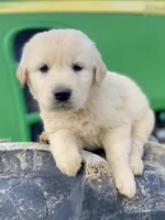 Buddy AKC, a male Golden Retriever for sale in Murphysboro, IL – Photo 5 of 6