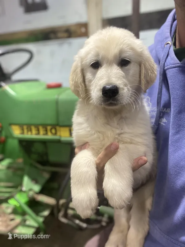 Buddy AKC – Golden Retriever puppy for sale in Murphysboro, IL