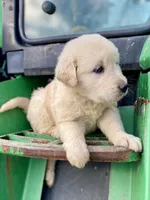 Buddy AKC, a male Golden Retriever for sale in Murphysboro, IL – Photo 6 of 6