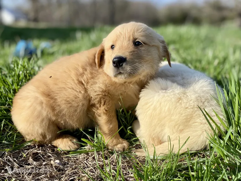 Joey AKC – Golden Retriever puppy for sale in Murphysboro, IL