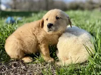 Joe, a male Golden Retriever for sale in Murphysboro, IL – Photo 3 of 5
