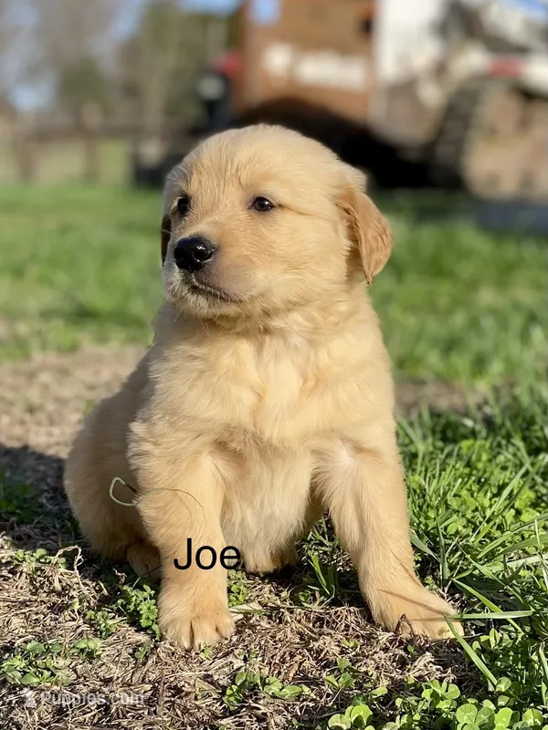 Joe – Golden Retriever puppy for sale in Murphysboro, IL